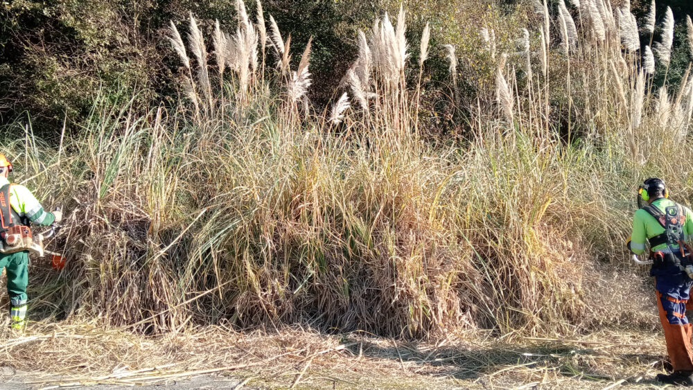 Eliminación plumero de la Pampa