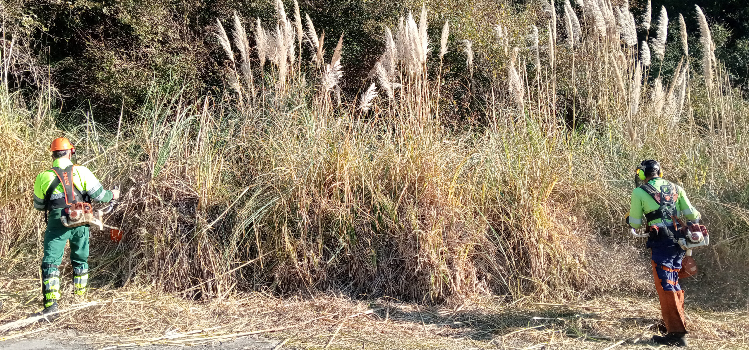 Eliminación plumero de la Pampa